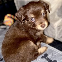 Golden Retriever and Miniature Australian Shepherd Puppies from Raised Right Pups
