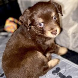 Golden Retriever and Miniature Australian Shepherd Puppies from Raised Right Pups