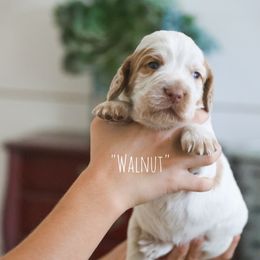 Boy 3 - Lemon roan male English Cocker Spaniel puppy in New Mexico from HighBrassGunDogs