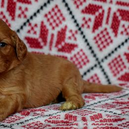 Wren - Apricot female Goldendoodle puppy in Macedon, New York from Toodles Goldendoodles
