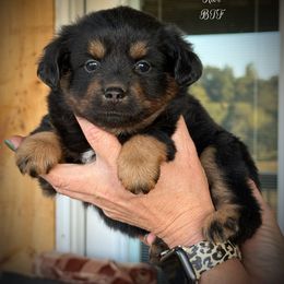 Riot - Black tri female Toy Australian Shepherd puppy in Virginia from P3 Kennel
