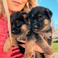 German Shepherd puppies from Sand Hill Shepherds & Setters