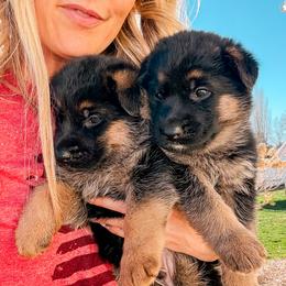 German Shepherd puppies from Sand Hill Shepherds & Setters