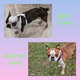 Boston Terrier puppies from The Bostons of Twisted Anchor Farms