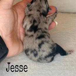 Jesse - Blue merle female Pomeranian puppy in Lexington, Oklahoma from BooneDox Miniature Dachshunds
