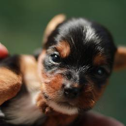 Genesis - Parti female Yorkshire Terrier puppy in Riverview, Texas from Luna's Treasures