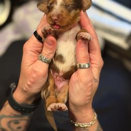 Puddles - Dapple male Dachshund puppy in Tracy, California from JnA Dachshunds