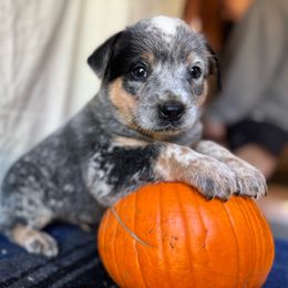 Concho - Blue male Australian Cattle Dog puppy in Cottage Grove, Oregon from Heirloom Ranch