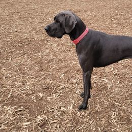 Great Danes from Gentle Giant Danes, LLC