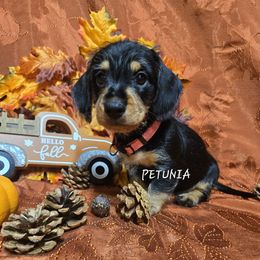 Petunia-wirehair - Black and tan female Dachshund puppy in Blair, Oklahoma from North Fork Doxies-Okla