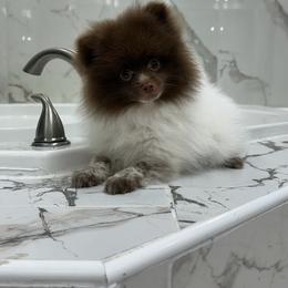 Charley - Chocolate parti male Pomeranian puppy in Woonsocket, Rhode Island from Precious Paws by Jai