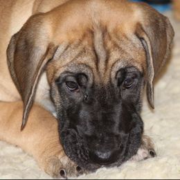 Great Dane Puppies from Daynakin Great Danes LLC