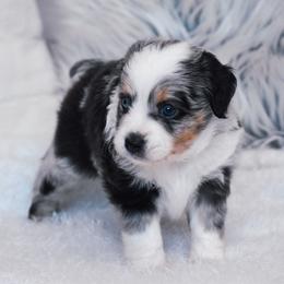 Primrose - Blue merle female Miniature American Shepherd puppy in Chocowinity, North Carolina from Foxtail Hollow