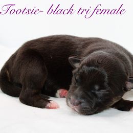 Tootsie - Australian Shepherd puppy in Coldwater, Michigan from Northern Star Australian Shepherds