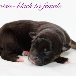Tootsie - Australian Shepherd puppy in Coldwater, Michigan from Northern Star Australian Shepherds