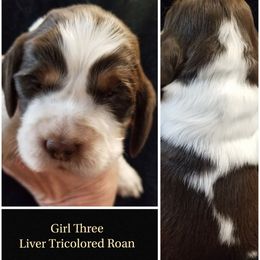 Girl 3 - Liver white and tan female English Springer Spaniel puppy in Silverdale, Washington from TimberVale Springers