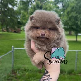 Alfredo- 4800.00 dollars - Lavender male Pomeranian puppy in Perry County, Ohio from Speechless Pom’s