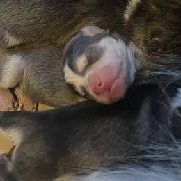 Pomsky Puppies from Full Moon Pomskies