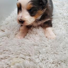 Shetland Sheepdog Puppies from Hawks Acres Shetland Sheepdogs
