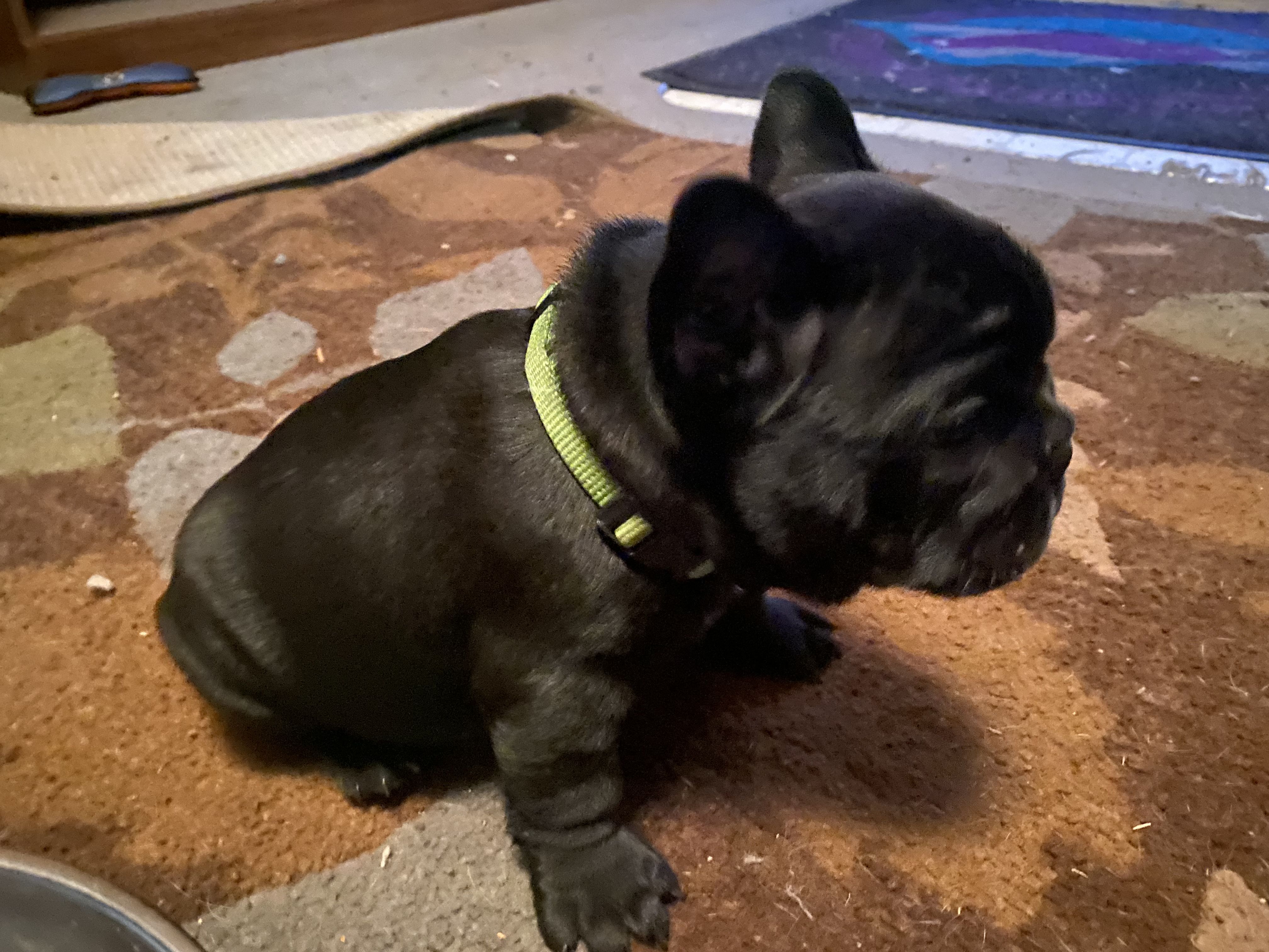 Flathead frenchies hot sale