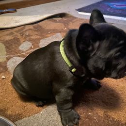 French Bulldog Puppies from Flathead’s Fabulous Frenchies