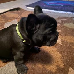 French Bulldog Puppies from Flathead’s Fabulous Frenchies