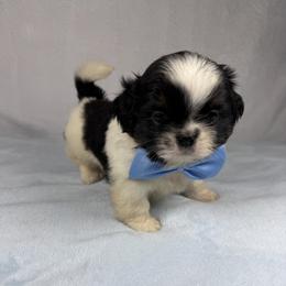 Roman - Tricolor male Shih Tzu puppy in Columbia, Kentucky from Lisa Bandy Luxe Shih Tzu
