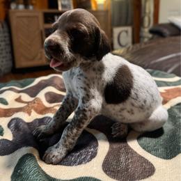 Hazel - Liver and white female German Shorthaired Pointer puppy in Georgia from CMC Farms