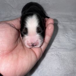 Leo - Black tri male Miniature Australian Shepherd puppy in Angleton, Texas from 4LH Australian shepherds