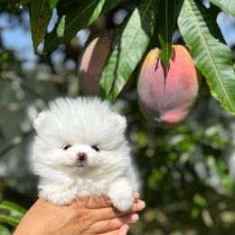 Boy 2 - White male Pomeranian puppy in Haines City, Florida from My Baby Poms