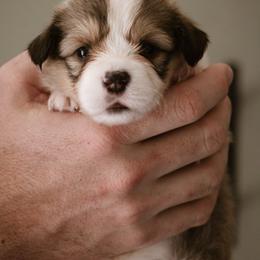 Loaf - Sable female Pembroke Welsh Corgi puppy in South Otselic, New York from Ridge Top Corgis