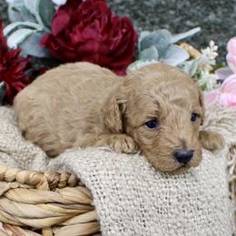 Cody- AKC Mini Poodle Boy in NC - Apricot male Poodle puppy in Stokesdale, North Carolina from His and Hers Poodles and Doodles