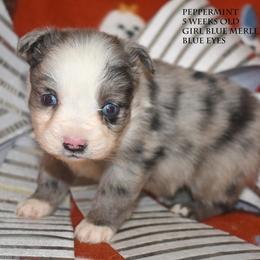 Peppermint - Blue merle female Miniature Australian Shepherd puppy in Patterson, North Carolina from DreamLine Aussies