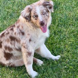 Rainer - Red merle male Miniature Australian Shepherd puppy in California from Eagle River Aussies