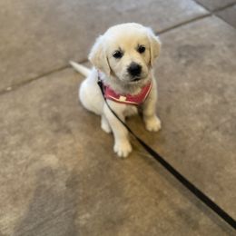 Golden Retriever Puppies from Silver Morning Farm