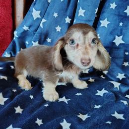 Jewel - Chocolate and cream female Dachshund puppy in Hudson, Michigan from Mittentail Kennel Miniature Dachshunds & Australian Shepherds