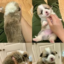 Pembroke Welsh Corgi Puppies from Feathers' Corgis with Tails