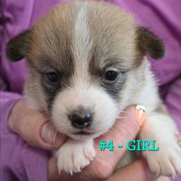 Girl 1 - Red female Pembroke Welsh Corgi puppy in Buffalo, Wyoming from Diamond K Corgis