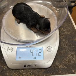 Girl 2 - Black and gold female Yorkshire Terrier puppy in Phoenix, Arizona from Coursey’s Yorkies