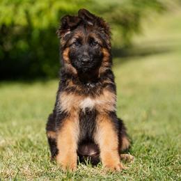 Teal Ribbon - Black and red female German Shepherd puppy in Howard City, Michigan from Sherman's Shepherds