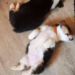 Pembroke Welsh Corgi Puppies from Gemmrig Farm