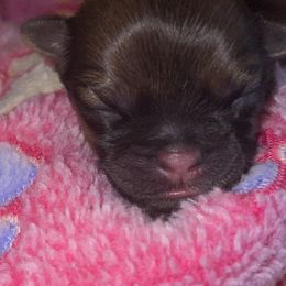 Maltese, Pomeranian, Shih Tzu, and Yorkshire Terrier Puppies from Gibbs Gorgeous Paws LLC