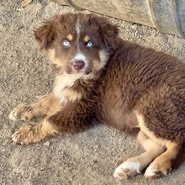 Australian Shepherd and Miniature Australian Shepherd Puppies from Magic Ranch Mini Aussies