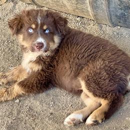 Australian Shepherd and Miniature Australian Shepherd Puppies from Magic Ranch Mini Aussies