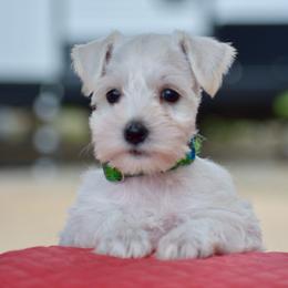 Fiona - White female Miniature Schnauzer puppy in Sumner, Texas from 3M Kennels, LLC