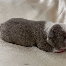 Girl 4 - Lilac female Boston Terrier puppy in Coopertown, Tennessee from Toon’s Boston Terriers