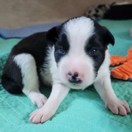 Flint - Black and white male Border Collie puppy in Morgan, Texas from Shooting Star Ranch
