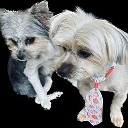 Hera & Zeus - Yorkshire Terrier
