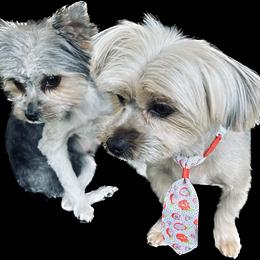 Hera & Zeus - Yorkshire Terrier