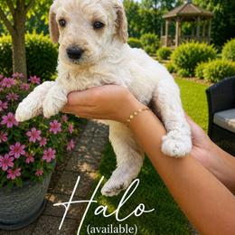 Halo - Cream female Poodle puppy in Washington, Pennsylvania from Patriotic Poodles